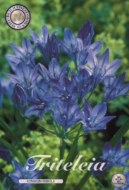 Triteleia Queen Fabiola