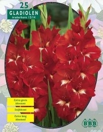 Gladiolus Traderhorn