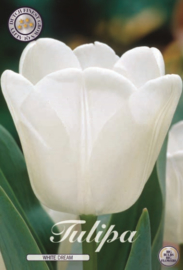 Tulipa White Dream