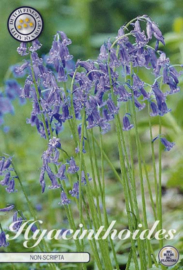 DE ECHTE BLUE BELLS Scilla Nutans Endymion non Scripta