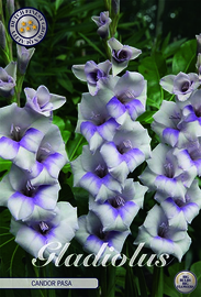 Gladiolus Medium Flowering Candor Pasa