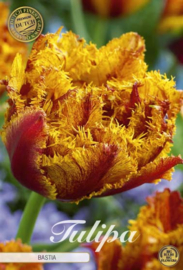 Tulipa Fringed Double Bastia