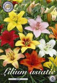 Lilium Mix