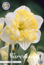 Narcis Splitcrown Printal