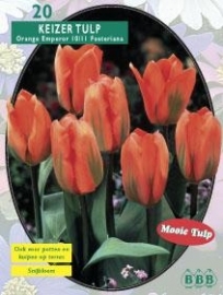 Tulipa Orange Emperor, Fosteriana