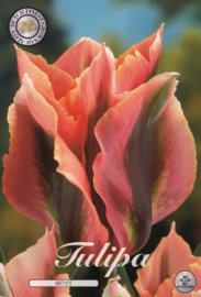 Tulipa Artist