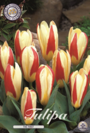 Tulipa The First