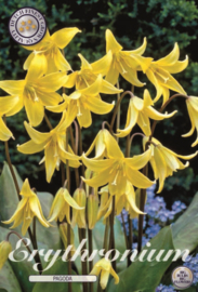 Erythronium Pagoda