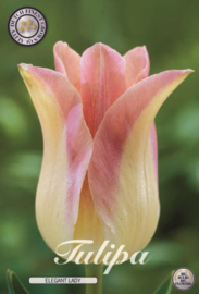 Tulipa Elegant Lady