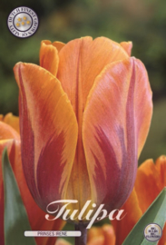 Tulipa Prinses Irene, Triumph