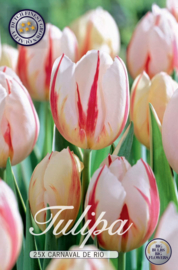 Tulipa Carnaval de Rio