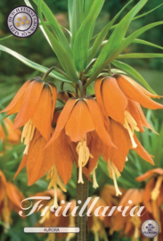 Fritillaria Imperialis Aurora