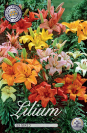 Lilium Mix