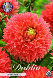 Dahlien Dekoratief Orange Impact