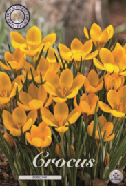 Crocus Chrysanthus Dorothy
