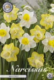 Narcis Large Cupped Mainstreet