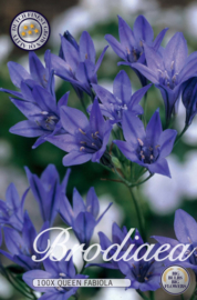 Brodiaea Koningin Fabiola