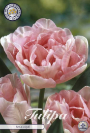 Tulipa Double Late Angelique