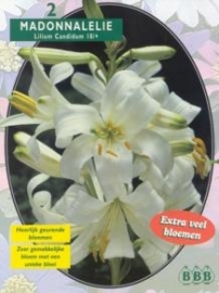 Lilium Candidum