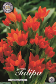 Tulipa Praestens Fusilier