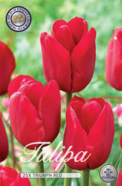 Tulipa Triumph Rood