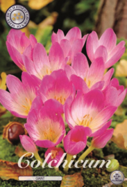 Colchicum Giant