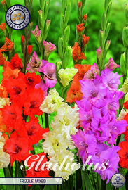 Gladiolus Frizzle Mixed