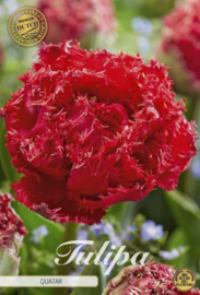 Tulipa Fringed Double Quatar
