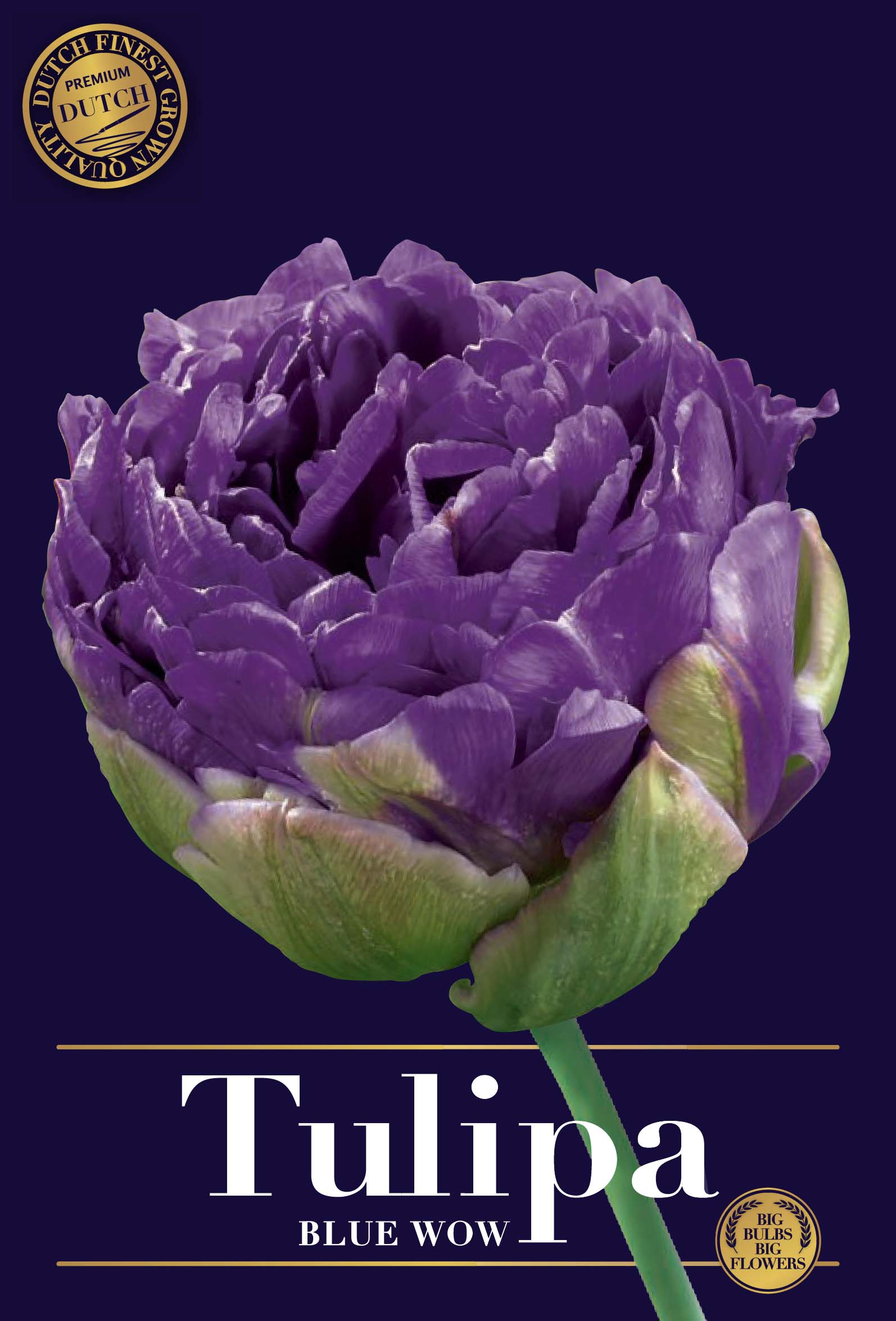 Tulipa Double Late Blue Wow