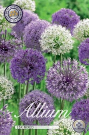 Allium lila/weiss Mix