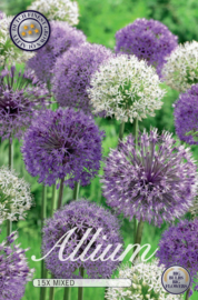 Allium mix purple/white