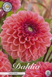 Dahlia Ball Daisy Duke