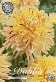 Dahlia Decoratief Cambridge