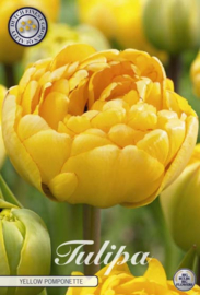 Tulipa Dubbel Yellow Pomponette