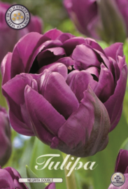 Tulipa Negrita Double