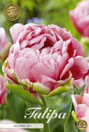 Tulipa Double Late Wedding Gift