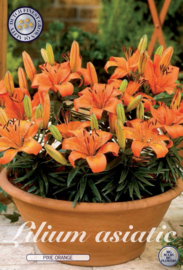 Lilium Pixie Orange