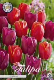 Tulipa Garden Powerful