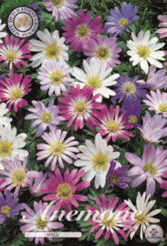 Anemone Blanda Mixed