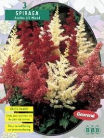 Astilbe gemischt