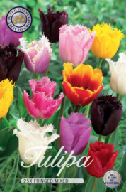 Tulipa Gefranst Gemischt