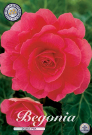 Begonia Doubleflowered Pink