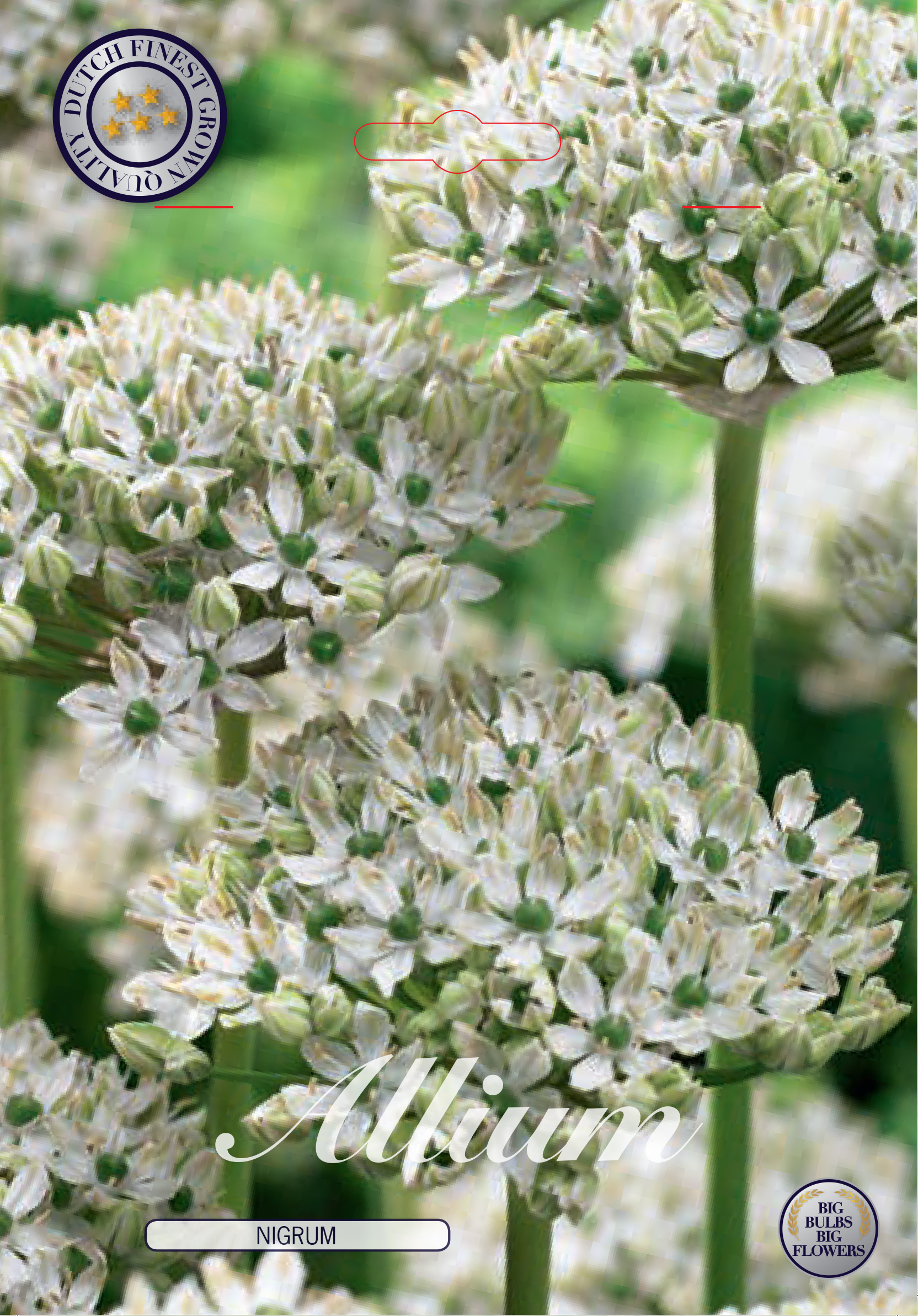 Allium Nigrum Multibubosum