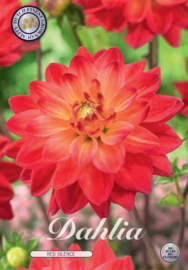 Dahlien Dekoratief Red Silence