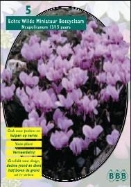 Cyclamen Neopolitanum Purple