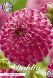 Dahlia Pompon Zippity Do Da