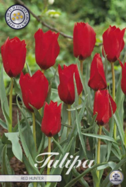 Tulipa Specie Red Hunter