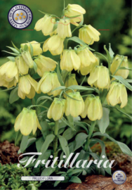 Fritillaria Pallidiflora