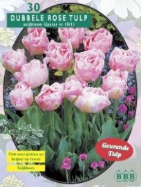 Tulipa Upstar