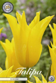 Tulipa Lilyflowering Schiedam